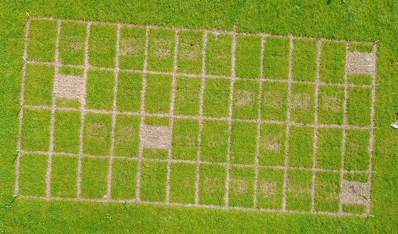 Dronebilde av felt med ulik plantetetthet før isåing med rødkløver.