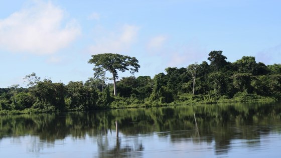 Regnskog i Amazonas i Brasil