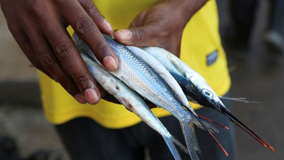 Fiskemarked i Tanzania. Foto: Norad