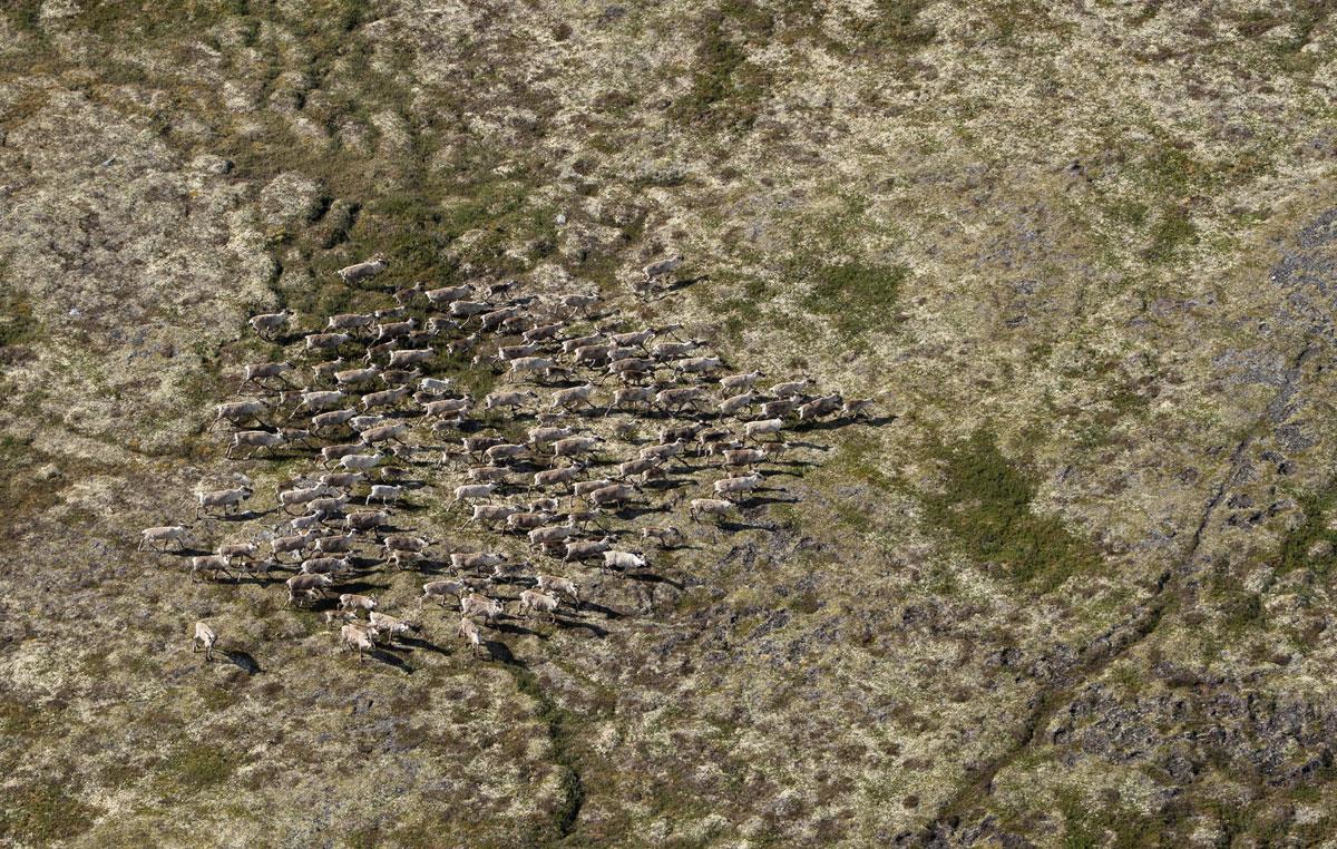 Foto: Kristin Gansmo Brennda, Norsk villreinsenter