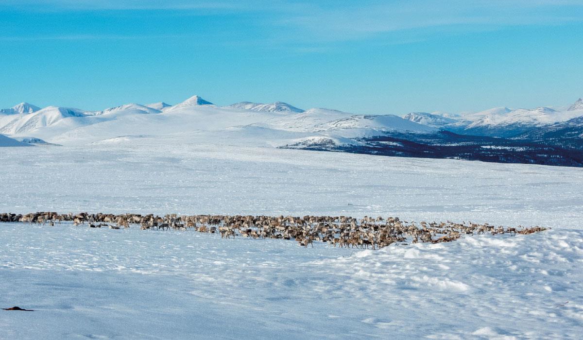 Foto: Hans-Petter Heier Ruud, Sollia fjellstyrev