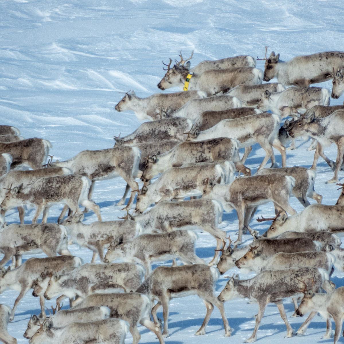 Foto: Hans-Petter Heier Ruud, Sollia fjellstyre
