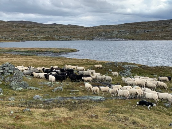 sauer til heis og fjells