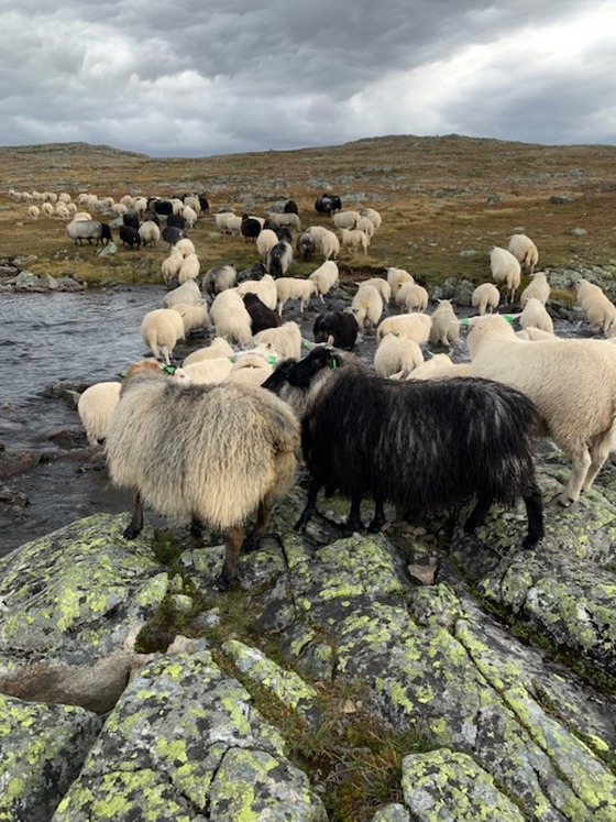 sauer på veg ned frå heia
