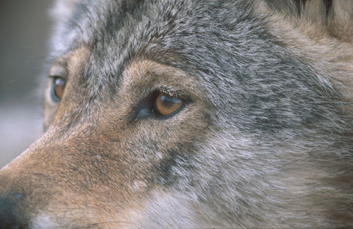 Figur 1.3 Ulv portrett (Canis lupus). Det vil bli innført lisensjakt
 på ulv når bestandsnivået tillater dette.
