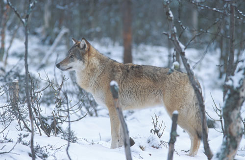 Figur 3.12 Vill ulv i Norge (Canis lupus) . Tap av sau og andre husdyr
 forårsaket av ulv har vært små i Akershus
 og Østfold, da dyr på utmarksbeite i disse områdene
 i stor grad beiter på inngjerdet mark.