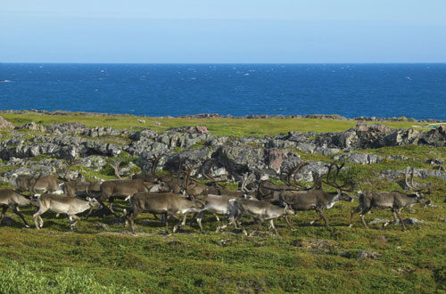 Figur 3.14 Reinsdyr beiter ved Varangerfjorden, Finnmark. Den enkelte
 reineier kan ringe og melde fra om funn av kadaver til «kadavertelefonen» opprettet
 av Fylkesmannen i Finnmark og Reindriftsforvaltningen.