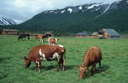 Figur 3.15 Kyr ved Sotaseter, Bråtdalen, Skjåk. Geit,
 storfe og hest er lite utsatt for tap grunnet rovvilt.
