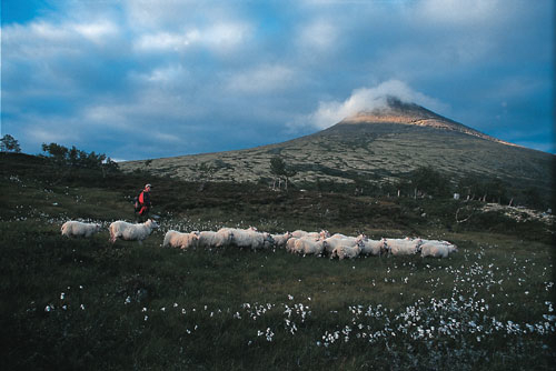 Figur 3.19 Spekedalen i Rendalen kommune mot Elgpiggen. Spekedalsprosjektet
 ble opprettet for å hindre rovviltskader fra ulv ved at
 sau ble flyttet fra beiteområder innenfor ulverevir. I
 Spekedalen går det årlig rundt 2000–3500
 sau med gjetere.
