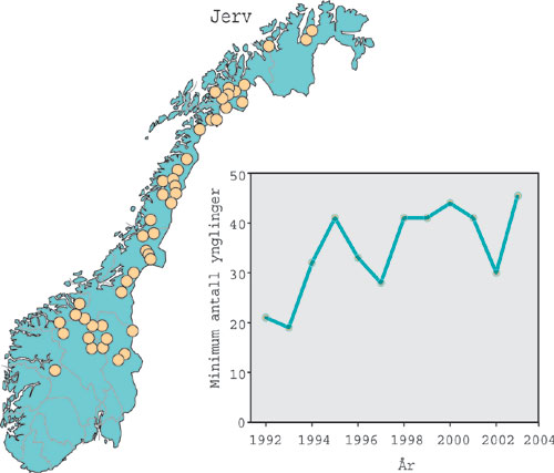 Figur 3.2 Kartet viser fordelingen av registrerte ynglinger av jerv i
 2003. Grafen viser utviklingen i antall registrerte ynglinger av
 jerv i perioden 1992–2003.