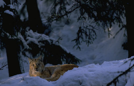 Figur 3.20 Gaupe (Lynx lynx). Uttak av rovvilt kan benyttes for å hindre
 tap av rein og husdyr.
