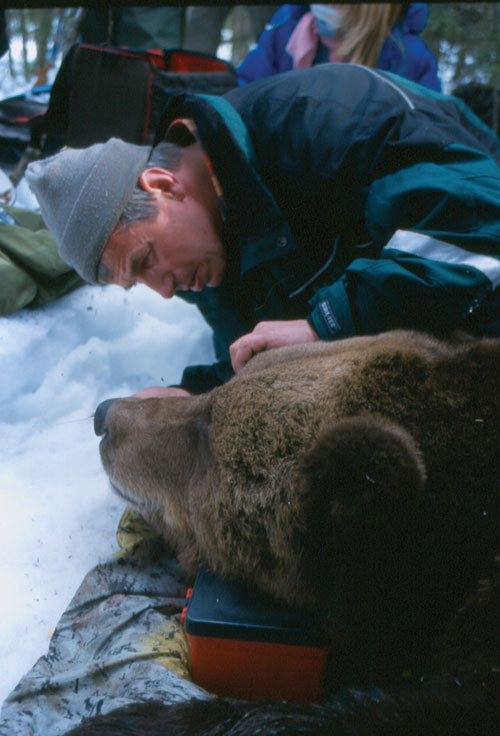 Figur 3.21 Merking av bjørn (Sjølibamsen i Rendalen).