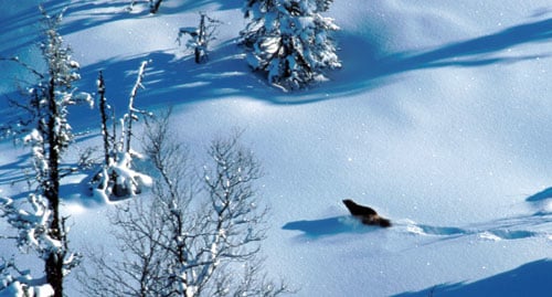 Figur 3.22 Jerv (Gulo gulo) i Atndalen. Jervenemndene har hatt ansvaret
 for lisensjakt på jerv.