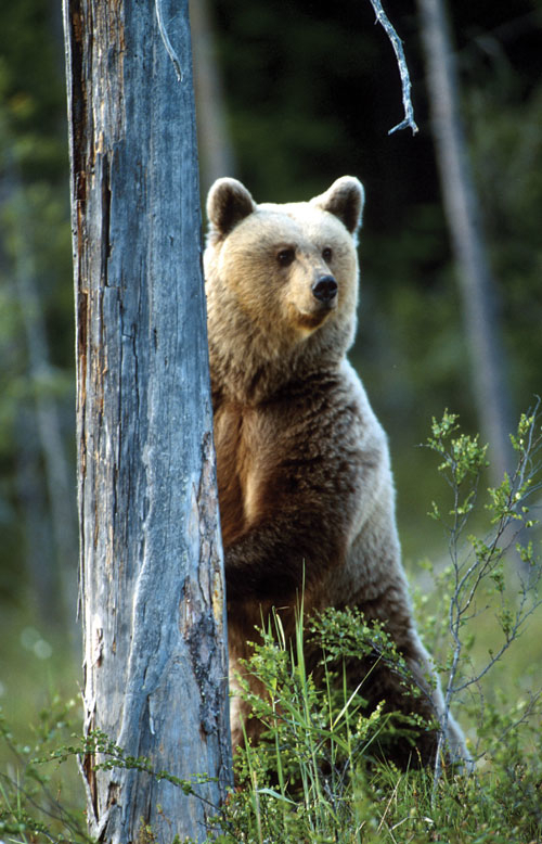 Figur 3.28 Vill brunbjørn (Ursus arctos). Virkemidlene bør
 samordnes bedre mellom miljøvern- og landbruksforvaltningen
 for å stimulere til driftstilpasninger i saueholdet i områder
 med faste bestander av rovvilt.