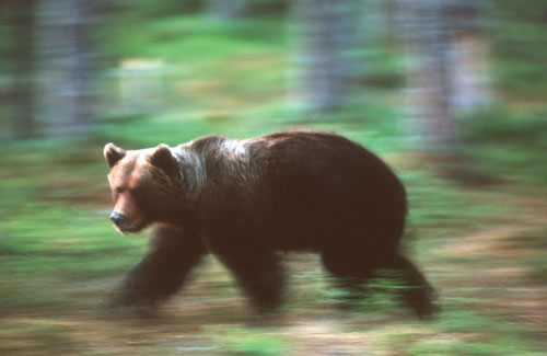 Figur 3.3 Bjørn (Ursus arctos). Det er minimum 6–12
 voksne binner i Norge i 2003.