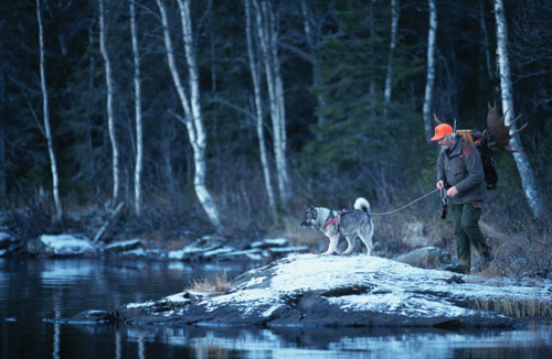 Figur 3.30 Jakthund i bruk under jakt, trening eller jakthundprøver
 omfattes i dag av ordningen med erstatning ved rovviltangrep.