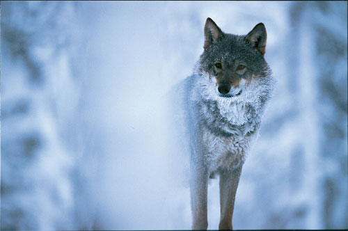 Figur 5.1 Ulv (Canis lupus) under kontrollerte forhold. I henhold til
 Bern-konvensjonen er Norge forpliktet til å ta vare på sin
 del av ulvebestanden.