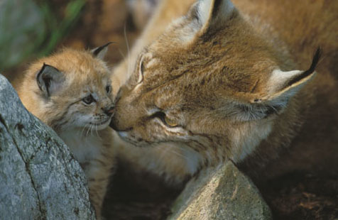 Figur 6.3 Gaupeunge (Lynx lynx). Det etableres langsiktige mål
 for minimum antall ynglinger av rovvilt innenfor hver forvaltningsregion.
