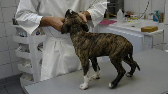 Hund hos veterinær.