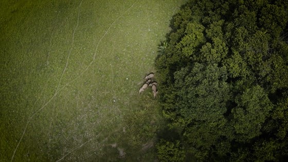 Elefanter sett fra drone, Gabon