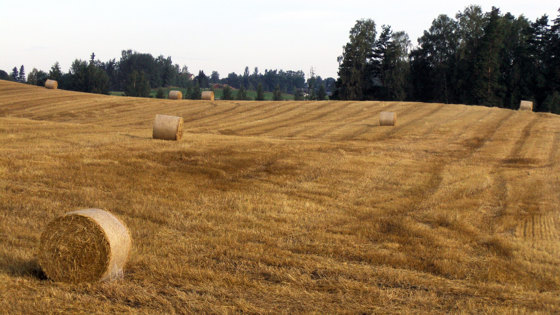 Kornåker med høyballer.