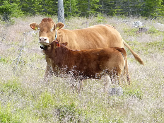 God oppfølging fra kommunene bidrar til flere fødte kalver og både høyere og mer klimavennlig produksjon.