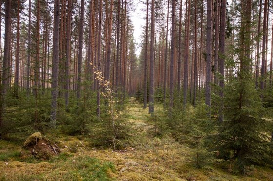 Produktiv skog