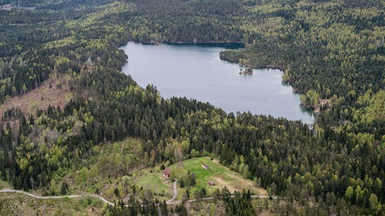 Digitale data frå hogstmaskinar, satellittar, fly og dronar bidreg til å hindra smittespreiing i norsk skogbruk.