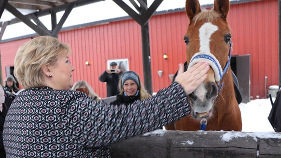 Erna Solberg hilser på hesten.