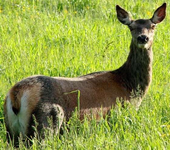 Hjort beiter både i plantefelt og på jordbruksareal, og gjer stor skade.