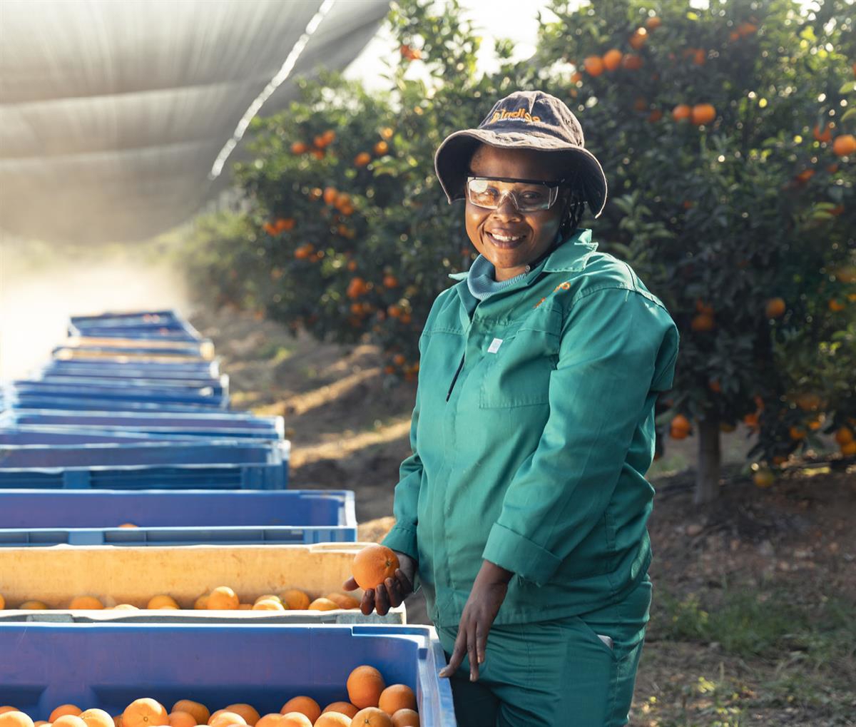 Agricultural worker standing next to a row of orange crates