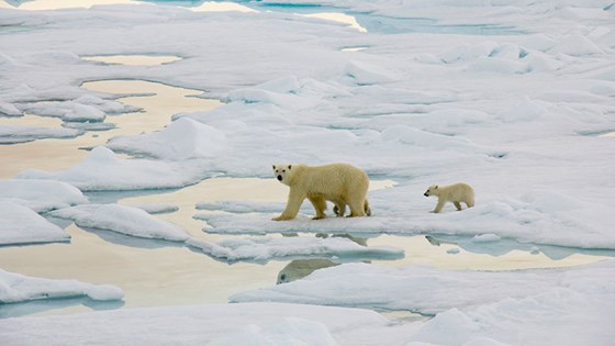 Isbjørnbinne med to unger på sjøisen i Nordkappsundet, sør for Nelsonøya.