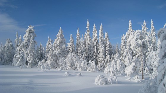 Vinterskog. 