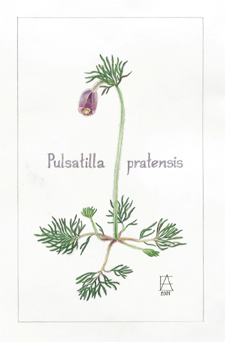 Figur 11.1 Kubjelle 
Pulsatilla pratensis (Anemone pratensis) er i Nasjonal rødliste for truete arter i Norge under kategorien sjelden. Den er truet av arealutnyttelse og forurensninger. Som navnet sier liker den seg godt i jordbruksområder, men på kalkrik jor...