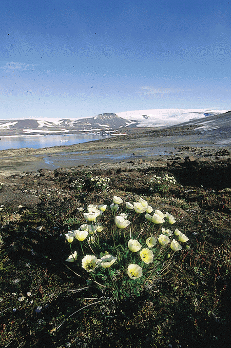 Figur 11.3 Selv i de mest karrige deler av landet langs Hinlopenstretet, Nordaust-Svalbard Naturreservat støter en på Svalbardvalmuen. Foto: Ian Gjertz.