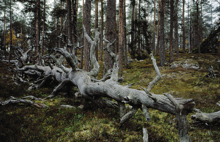 Figur 11.6 Ved sluttføring av verneplan for barskog vil Norge ha vernet 1 prosent av produktivt skogareal. Foto: Steinar Myhr/NN/Samfoto.