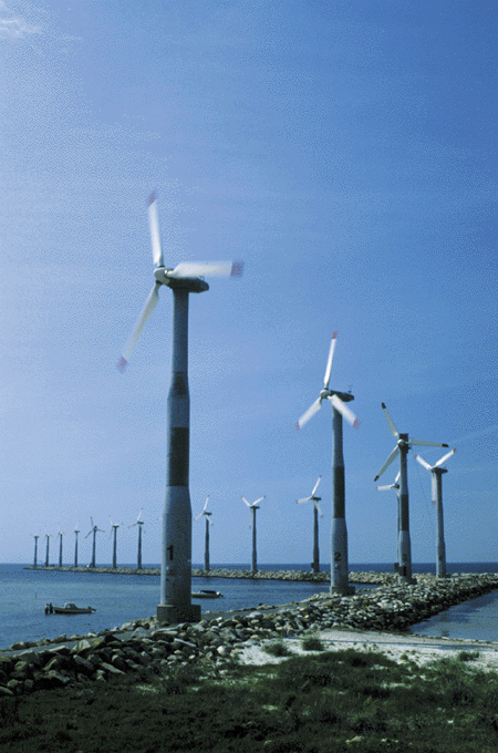 Figur 13.7 Ebeltoft, Danmark. Store vindturbiner og utbygging i vindkraftparker regnes som den mest kostnadseffektive måten å bygge vindkraft på. Vindturbiners virkning på forskjellige dyr skal undersøkes. Foto: Helge Sunde/Samfoto.