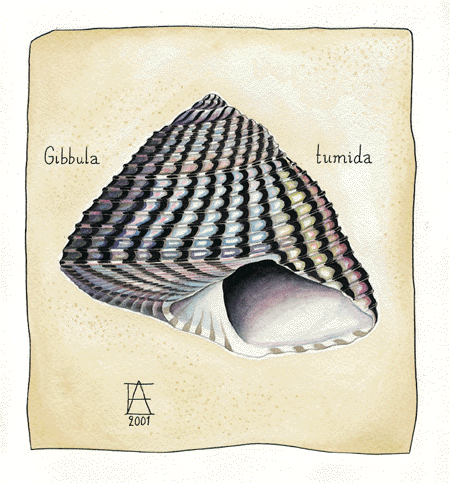 Figur 17.1 Pyramidekjeglesnegl 
(Gibbula tumida), lever langs hele norskekysten. Den er vanlig fra algesonen ned til 130 meters dyp. Den lever av småalger og dødt algemateriale. Akvarell av Annegi Eide.
