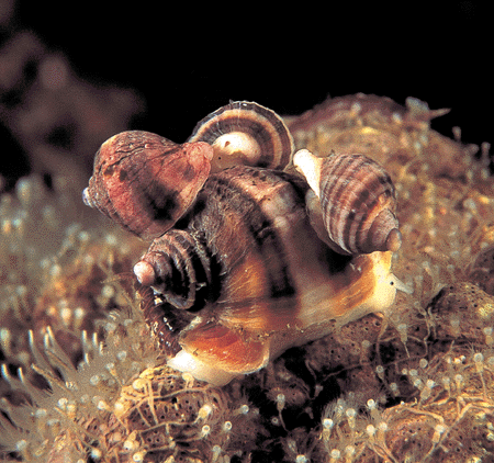 Figur 2.11 Purpursnegl - 
Nucella lapillus, utbredt fra Gibraltar til Grønland og vanlig langs hele norskekysten. Foto: Erling Svensen. (se også http://naturvern.no)