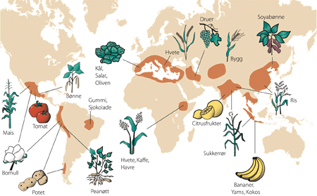 Figur 2.2 Alle kulturplanter stammer fra en art som finnes vill i naturen. Kartet viser de opprinnelige leveområder for ville planter og som i dag utgjør genressursene for våre viktigste matplanter.