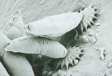 Figur 2.9 Mange av våre viktigste lakseelver er infisert av lakseparsitten 
Gyrodactylus salaris. Arten ble introdusert i Norge via laksesmolt fra Sverige. Foto: Tor Atle Mo.