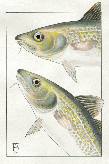 Figur 4.1 Torsk 
(Gadus morhua). Torsk, hyse, sei, flyndrefisk, brosme og lange er de økonomisk viktigste bunnfiskartene. Akvarell av Annegi Eide.
