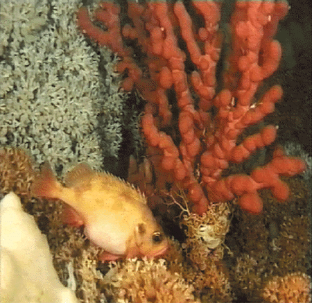 Figur 4.6 Det finnes korallrev langs store deler av norskekysten. Det er iverksatt tiltak for å beskytte dem mot bunnslepende redskaper. Foto: Havforskningsinstituttet.