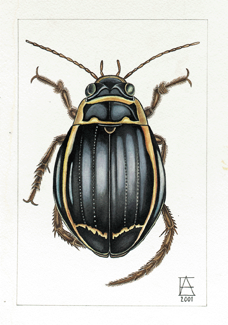 Figur 7.1 Vannkalv 
(Dytiscus latissimus). Et rovinsekt som mange unge naturforskere stifter bekjentskap med i feltundervisningen. Akvarell: Annegi Eide.