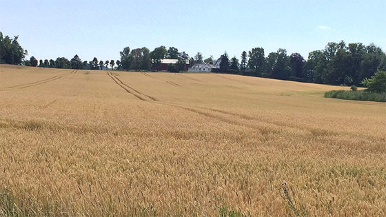 Kornåker i Vestfold.