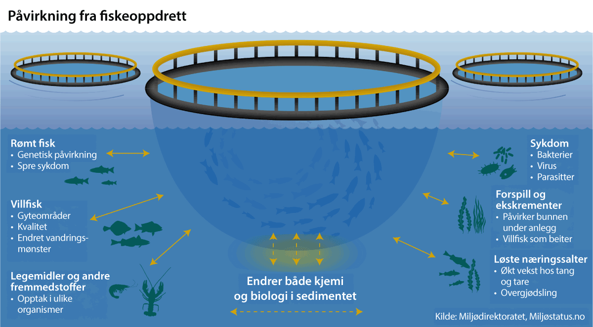 Figur 3.7 Påvirkning fra fiskeoppdrett i åpne merder i sjø.
