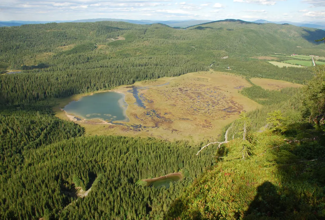 Oversiktsbilde av Kaldvassmyra. Skog med ei myr i midten.