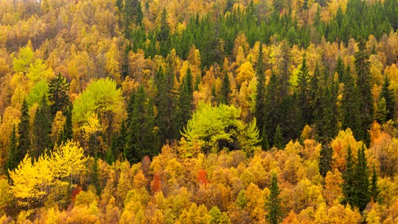 Den nye kartløysinga Skogportalen gir miljøinformasjon frå ulike databaser samla på ein nettstad.