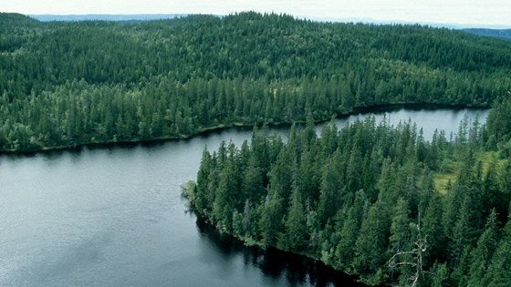 126 millioner dekar av landarealet i Noreg er skogkledd.