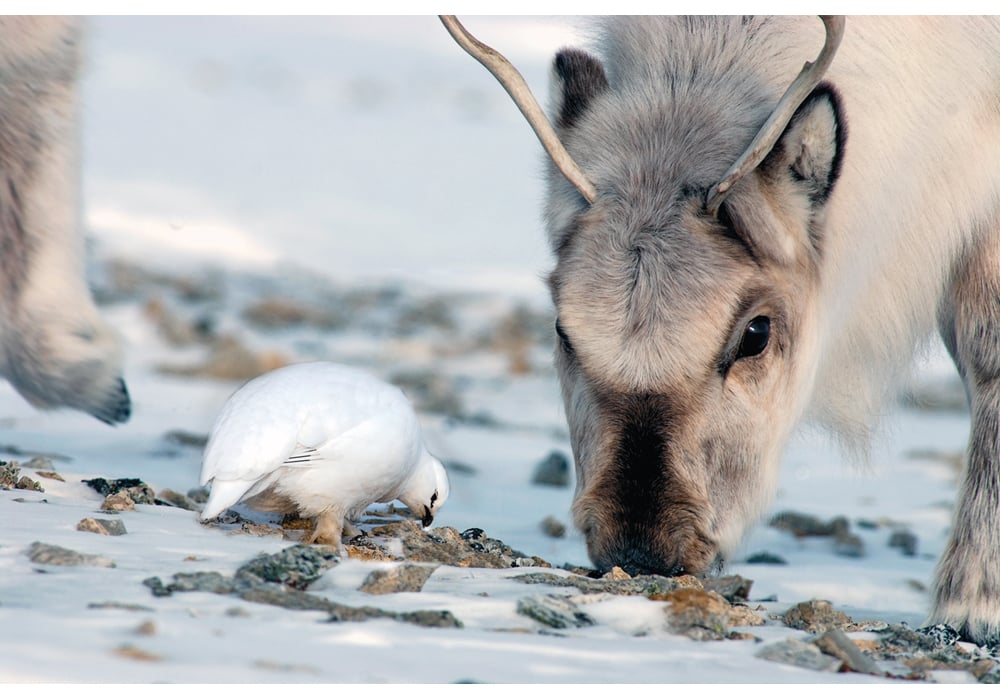 Figure 7.1 Svalbard reindeer and Svalbard rock ptarmigan grazing together.
